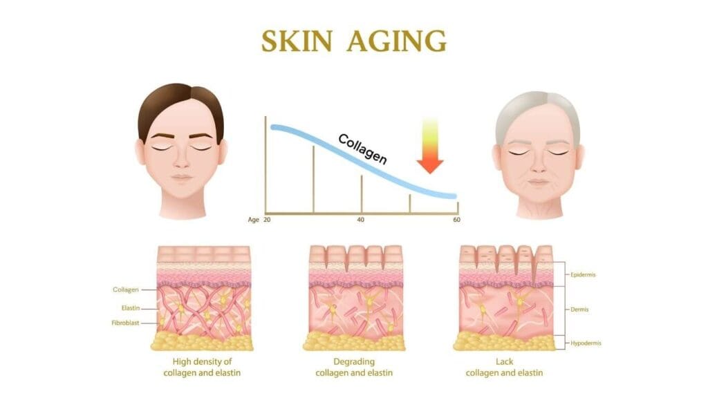 skin layers showing collagen decline with age
